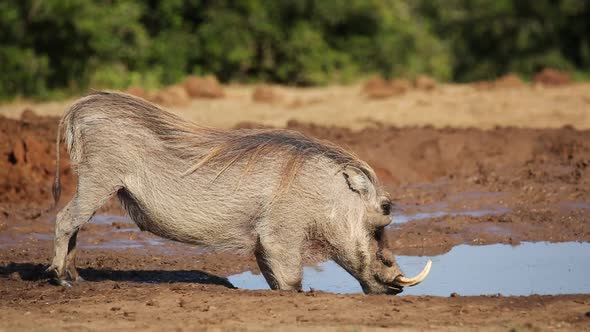 Male Warthog Drinking Water - South Africa