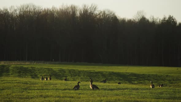 Flock of Canadian geese in beautiful green pasture during spring mating hunting season 4k 60p