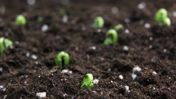 Sprouts Germination Newborn Plant