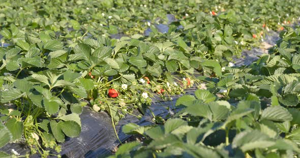 Strawberry field row