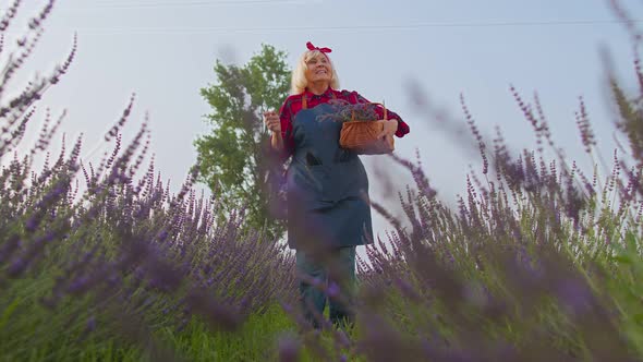 Senior Old Grandmother Farmer Gathering Lavender Flowers on Field Dancing Celebrating Success Win