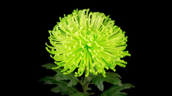 Beautiful Green Chrysanthemum Flower Opening