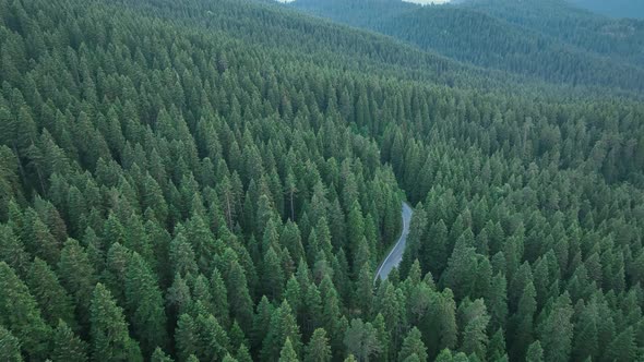 Aerial Forest Road