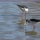 Blackwinged Stilt Bird - VideoHive Item for Sale