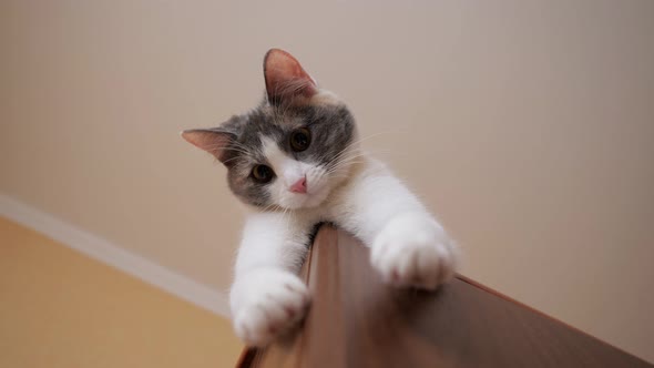 Cat is Lying on the Closet