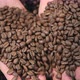Roasted coffee beans in hands - VideoHive Item for Sale