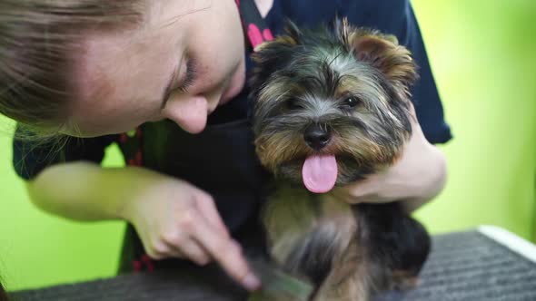 Groomer Combs of Yorkshire Terrier