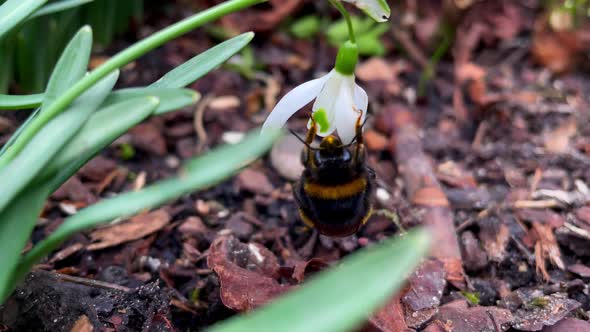 Bumblebee Collecting Nectar From A White Lily Flower. close up