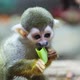 Saimiri sciureus eats while holding food in hand. Squirrel saimiri in slow motion - VideoHive Item for Sale