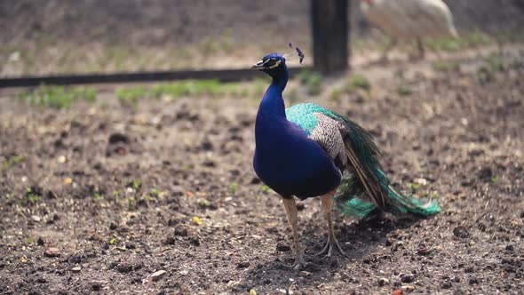 Peacock Walking in the Park