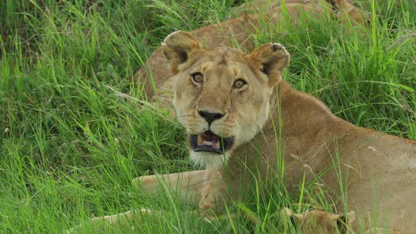 Lioness lying in the grass