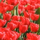  Beautiful Red Tulips  - VideoHive Item for Sale