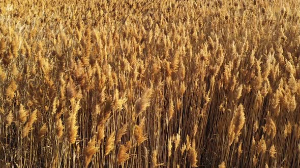 Field of golden phragmite reed field blowing in the breeze