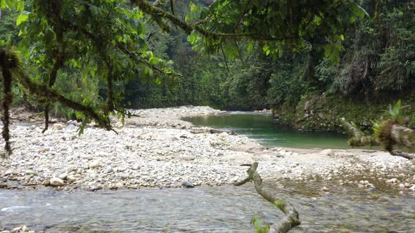 A tropical river covered in pebbles, moving through the branches of a tree