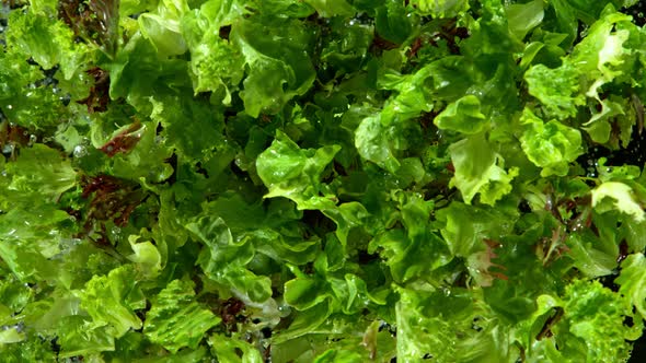 Super Slow Motion Shot of Flying and Splashing Fresh Green Salad at 1000Fps