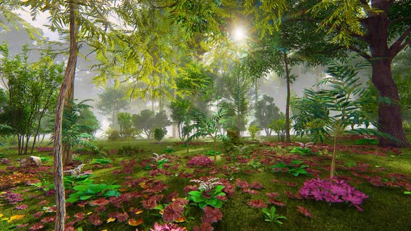 Forest And Fog 2k alt