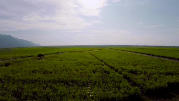 drone flighting over a sugar cane field