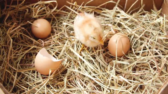 Baby chick with eggs in nest. Little chicken.