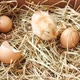 Baby chick with eggs in nest. Little chicken. - VideoHive Item for Sale