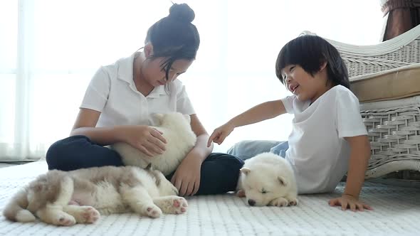 Cute Asian Children Playing With Siberian Husky Puppies In A Room