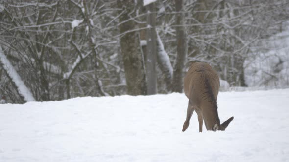 Female deer eating