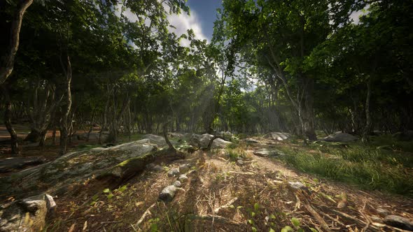 Roots of a Tree in a Misty Forest