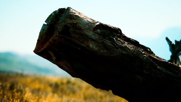 Old Tree Stump Trunk on the Hill at Sunset