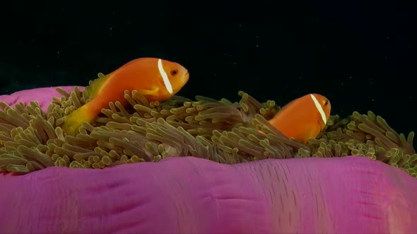 Two pink skunk anemonefish (Amphiprion perideraion) close up in pink anemone at night