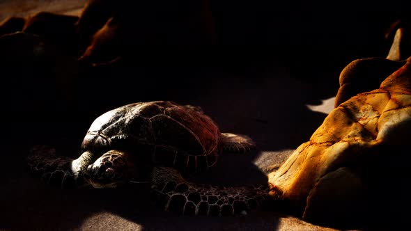 Sea Turtle at Beach Sand