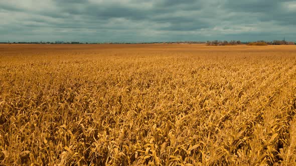 Aerial Footage Drone Flight Over Yellow Field of Corn in Ukraine Rural Agricultural Countryside