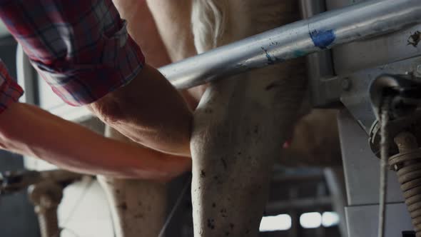 Farm Worker Milking Cow in Dairy Farm Close Up