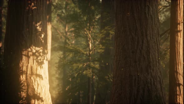 Wild Pine Forest at Sunrise