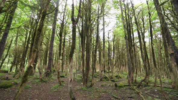 Lichen Forest