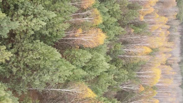 Vertical Video Aerial View of Trees in the Forest on an Autumn Day in Ukraine Slow Motion