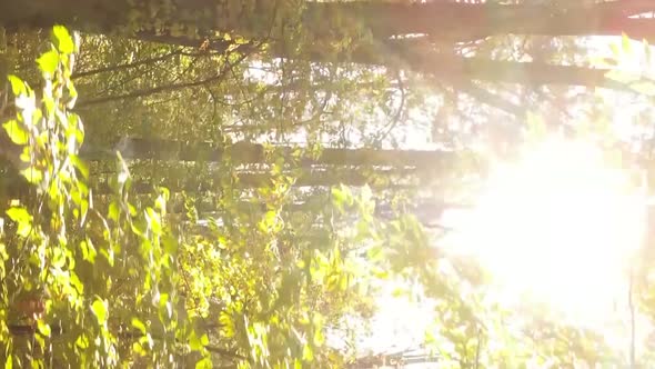 Vertical Video of a Forest Landscape on an Autumn Day in Ukraine