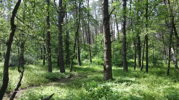 Beautiful Green Forest on a Summer Day Slow Motion