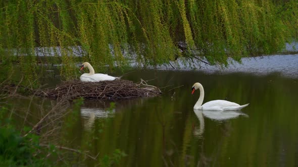 A Swan Sits in a Nest on a Pond