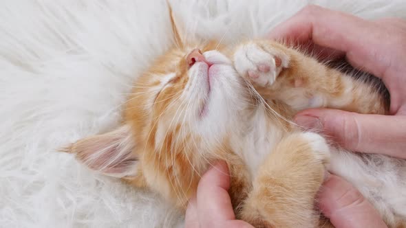 Striped Ginger Kitten Lying on Hands