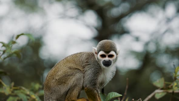 Curious Squirrel Monkey Resting On A Tree During Daytime - close up