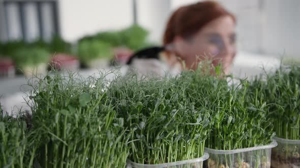 Small Business Young Microgreen Sprouts in Containers with Dew Drops After Being Sprayed with Spray