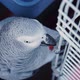 Gray Parrot Holds Cage with Its Beak - VideoHive Item for Sale