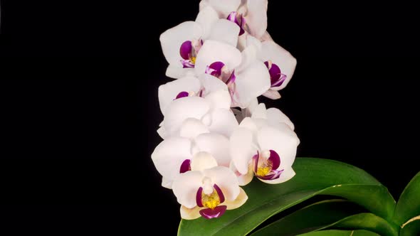 Blooming White Orchid Phalaenopsis Flower