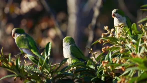 A group of Monk Parakeets ( Myiopsitta monachus) perching on a medlar tree. Slow motion video.