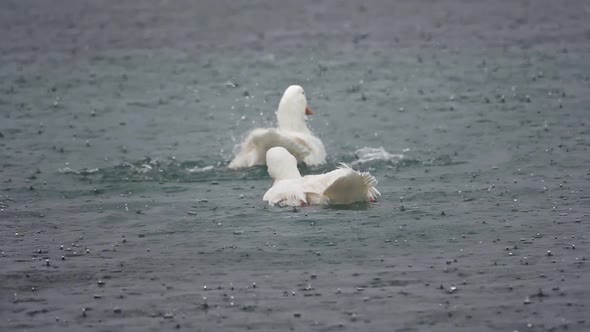 Ducks Bathing In The Rain