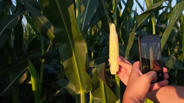 A Farmer Inspects the Corn Crop with a Smartphone