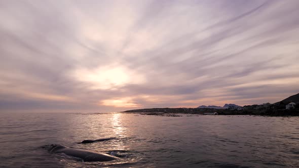 Bond between Southern Right whale and newborn calf, close-up drone, vivid sunset