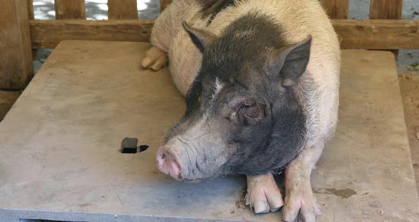 Farm pig resting