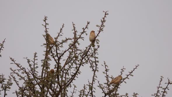 Desert Lark Birds on Tree Branches in Desert