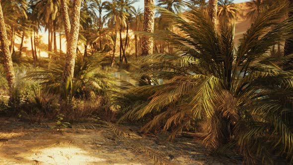 Oasis in Hot Sahara Desert
