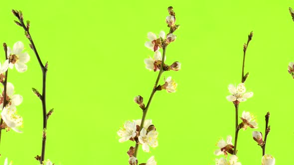 Apricot blossom isolated on green screen.